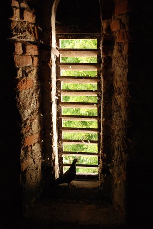 Kép: Serke (2).JPG